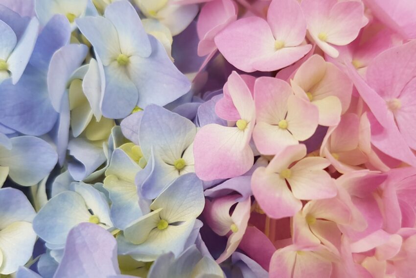 Photo hydrangea