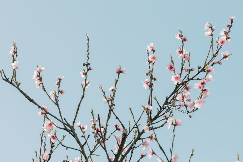 Photo powder pink